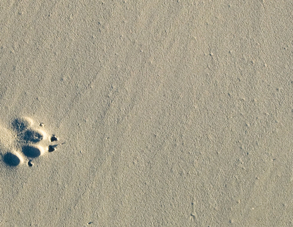 Paw Prints On Sand
