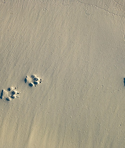 Paw Prints in Sand