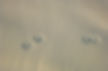 Pfotenabdrücke im Sand