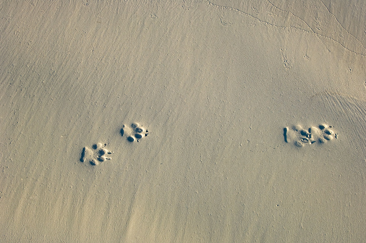 Paw Prints in Sand