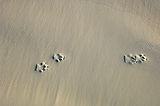 Paw Prints in Sand
