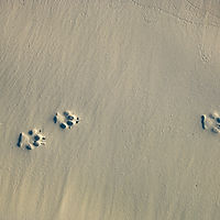 Paw Prints in Sand