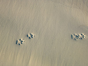 Two sets of paw prints side by side in smooth sand, creating a simple and gentle pattern across the beach surface.
