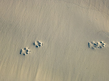 Paw Prints On Sand