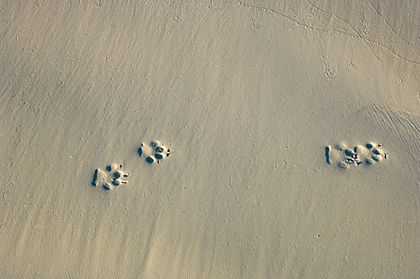Paw Prints in Sand