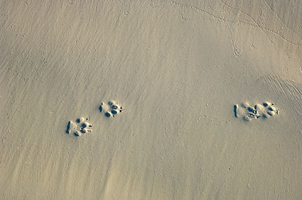 Paw Prints On Sand