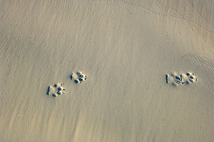 Paw Prints in Sand