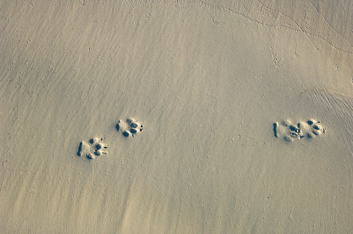Paw Prints in Sand