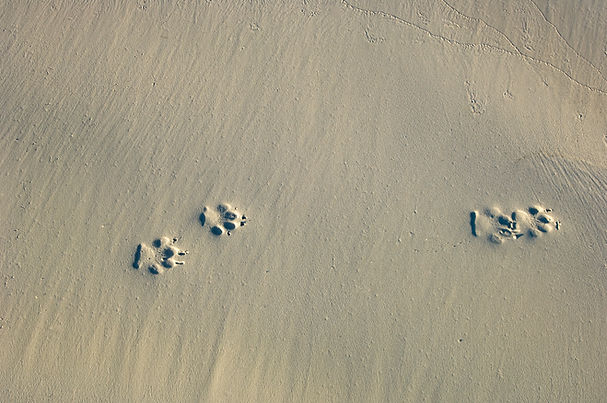 Empreintes de pattes dans le sable