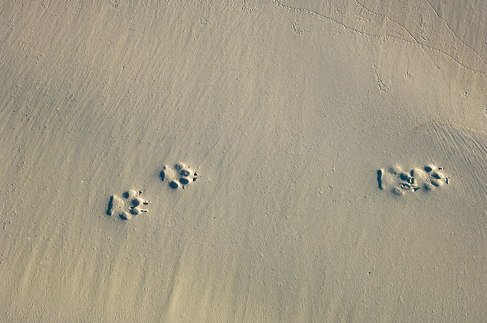 Paw Prints On Sand