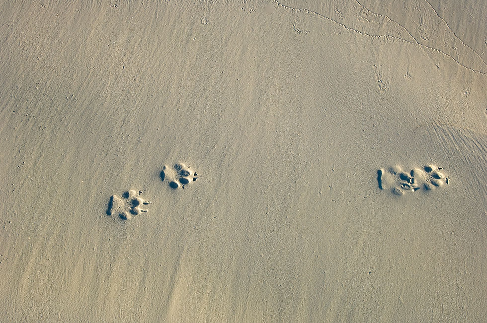 Paw Prints On Sand