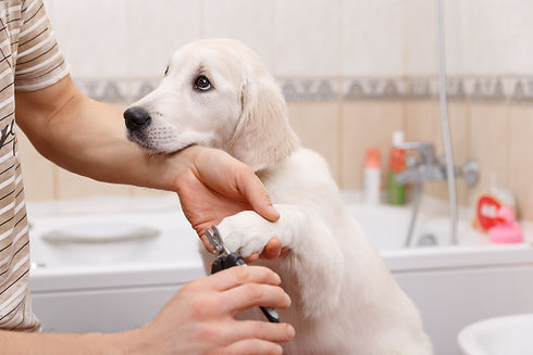 A young golden retriever puppy is having its nails trimmed in a bathroom
