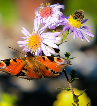 Butterfly On Flowers