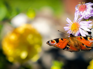 Schmetterling auf Blumen