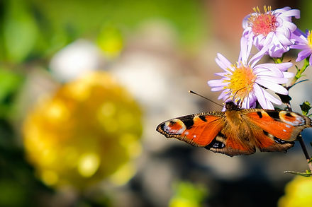 Butterfly On Flowers