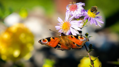 Metamorfose therapie