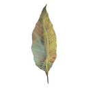 Illustration de plumes colorées