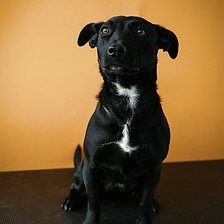 Black Dog on Orange Background
