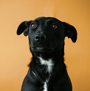 Retrato de perro negro