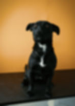 Perro negro sobre fondo naranja
