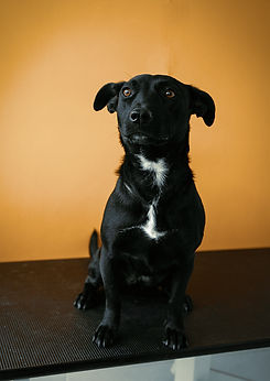 Black Dog Portrait