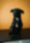 Black Dog on Orange Background