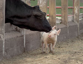 Vaca y lechón