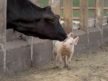 Cow and Piglet