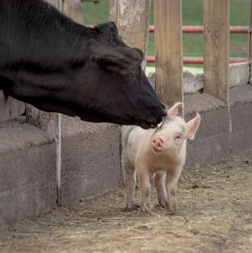 Cow And Pig Interaction