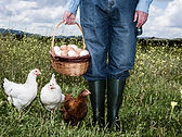 Fermier avec des oeufs bio
