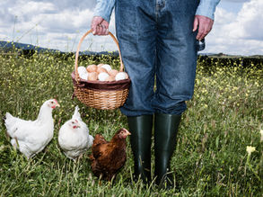 Dans un champ, un jardinier tient un panier rempli d'oeufs bio, des poules se tiennent à côté.