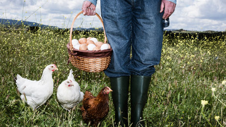 How to Raise Chickens for Profit