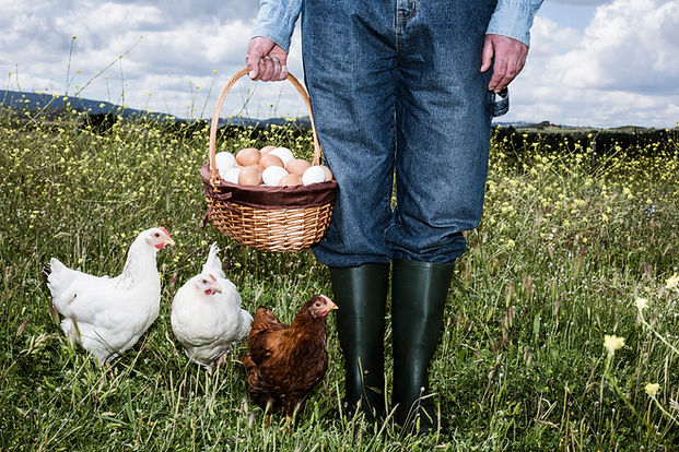 Farmer with Organic Eggs