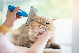 A fluffy cat enjoys being brushed with a grooming tool