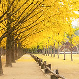 Tree-lined Street