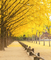 Tree-lined Street