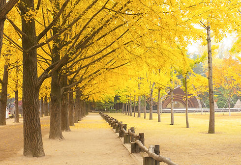 Tree-lined Street