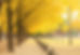 Tree-lined Street
