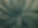 Top View of Palm Fronds