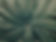 Palm Tree Close-Up