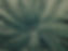Palm Tree Close-Up