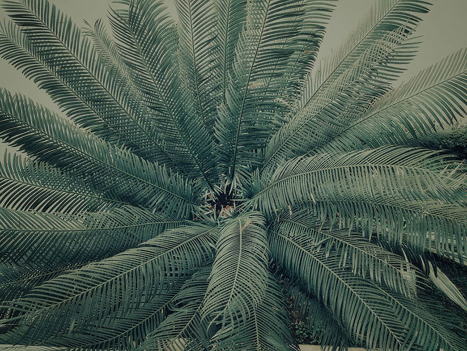 Palm Tree Close-Up