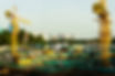 Yellow Cranes
