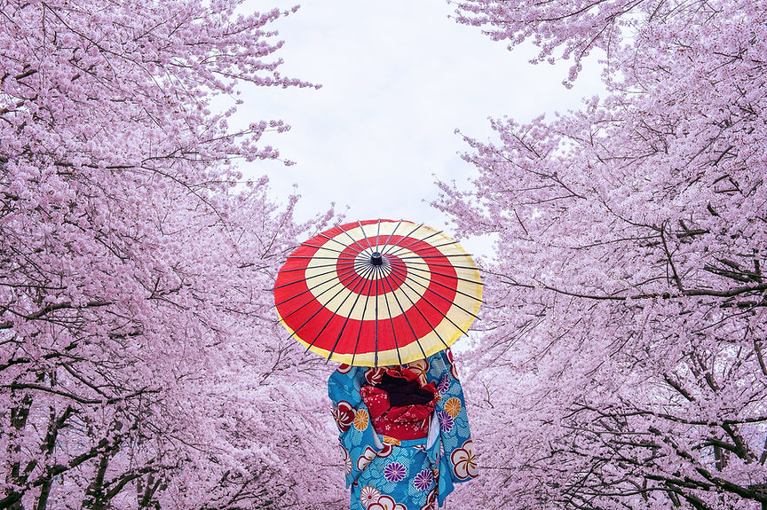 Cherry Blossom Umbrella