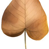 Dry Heart-Shaped Leaf