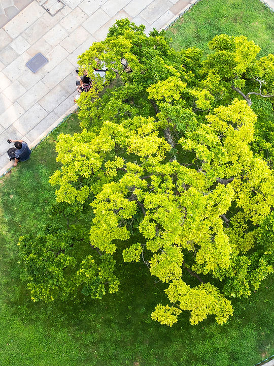 Jardin de la ville