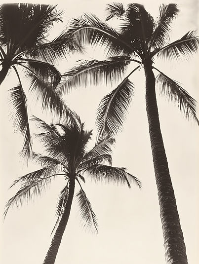 Black-and-White Palm Trees