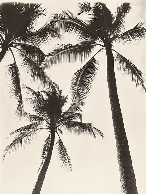 Silhouettes de palmiers