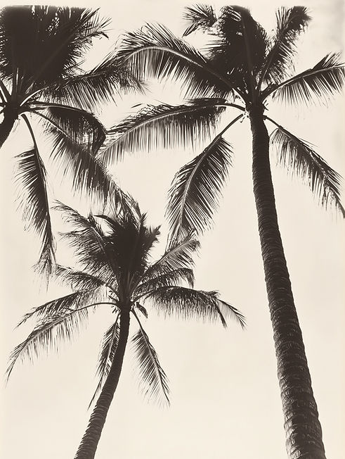 Black-and-White Palm Trees