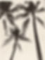 Black-and-White Palm Trees